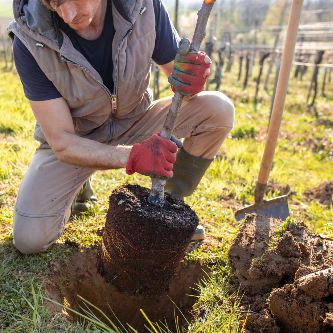 Male planting a tree